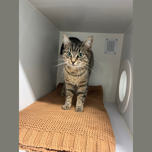 Photo of Willow