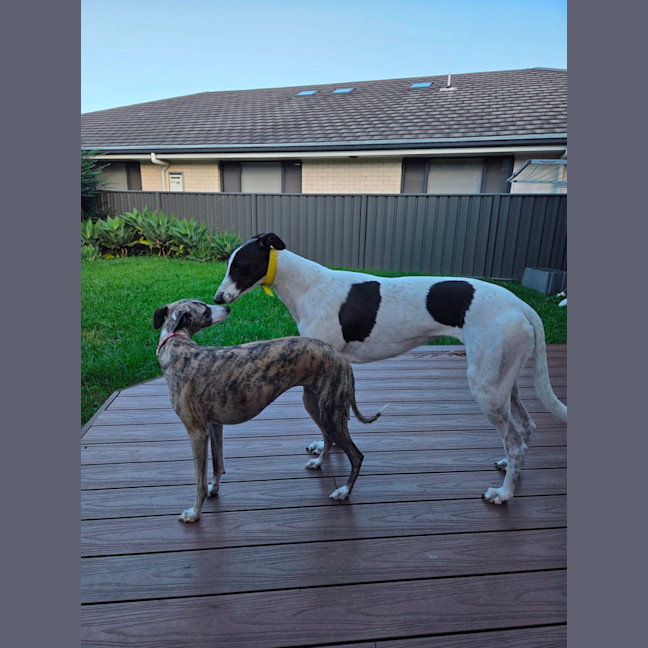 Photo of Panda, The Greyhound