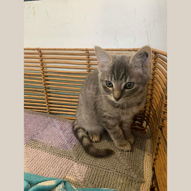 Photo of Flame