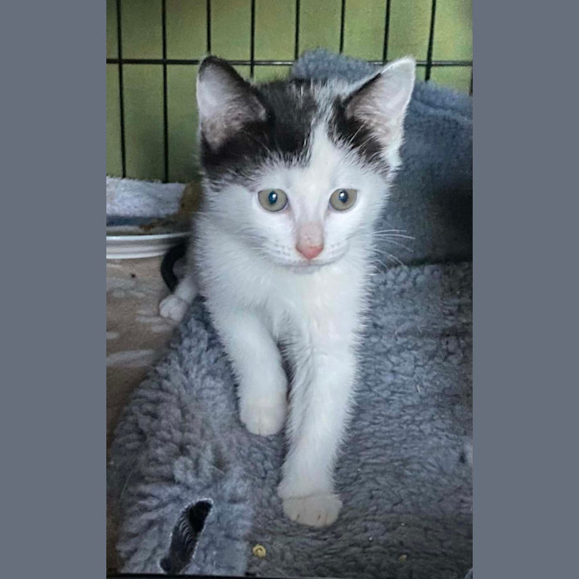 Photo of  Iris & Blossom