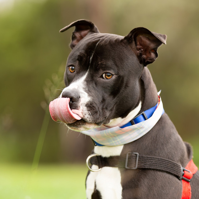 Photo of Odis