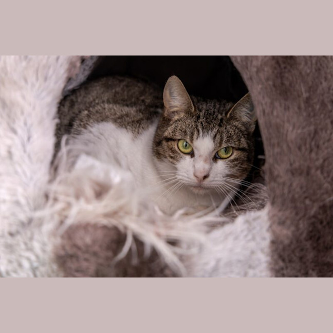 Photo of Denali