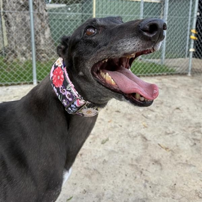 Photo of Duck The Greyhound