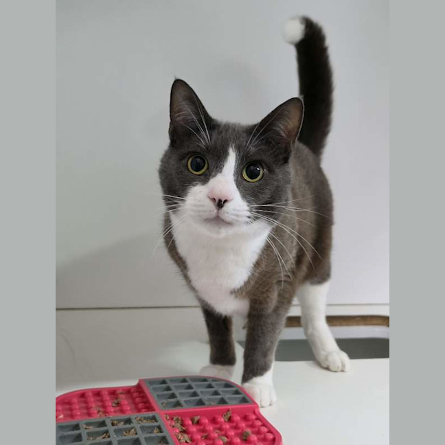 Photo of Cooper