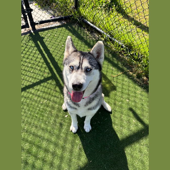 Photo of Luna Imp 1868