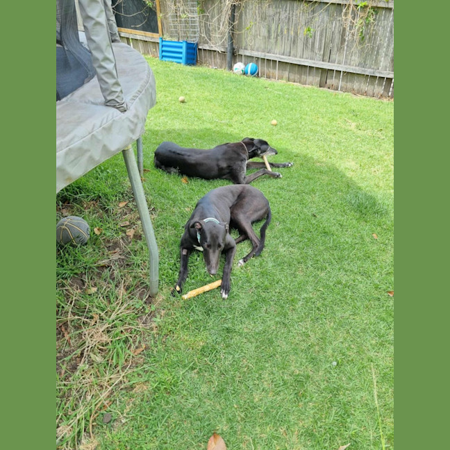 Photo of Fifi, The Greyhound