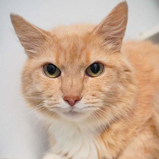 Photo of Teddy