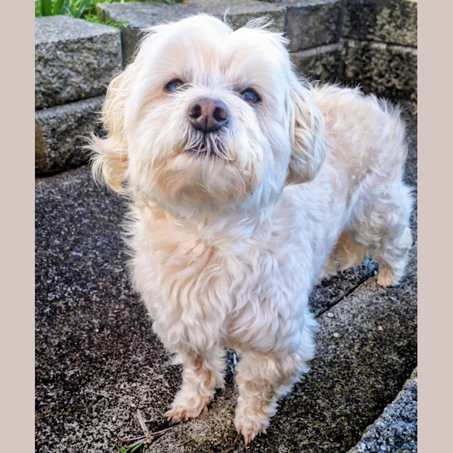 Photo of Maisey 