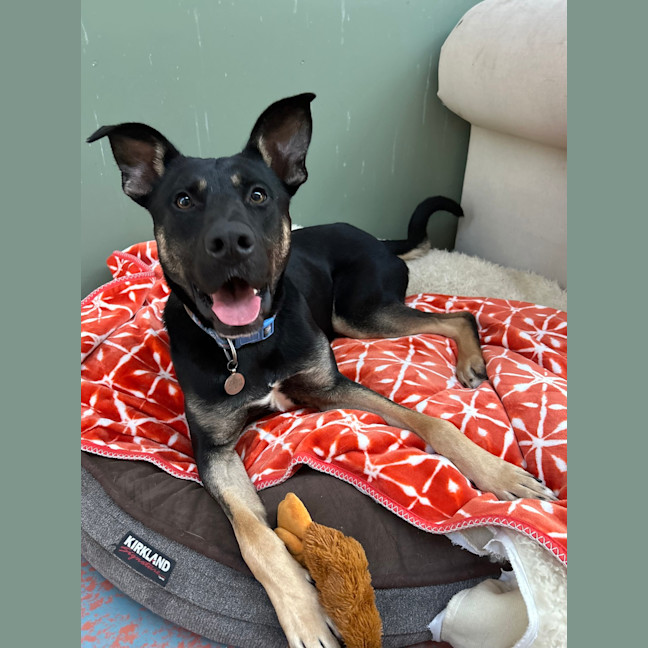 Photo of Zazu