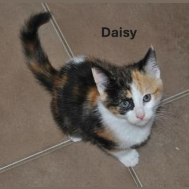Photo of Daisy