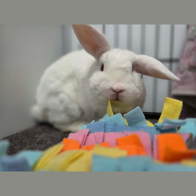 Photo of Bunny Boy