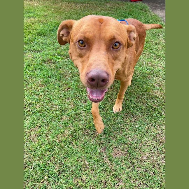 Photo of Reggie *$350 Adoption Fee* 