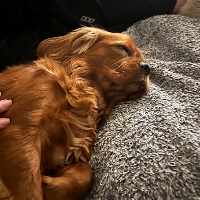 Photo of Coco