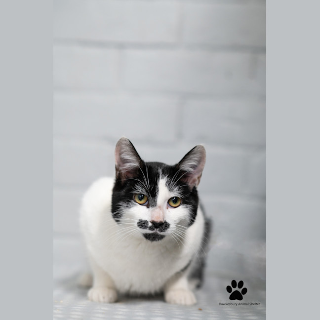 Photo of Toby