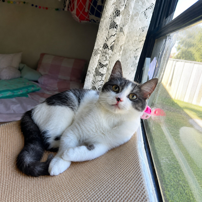 Photo of Squeal