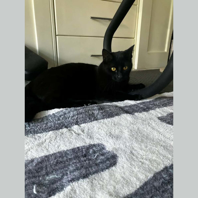 Photo of Sapphire *9 Lives Project Rescue*