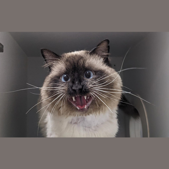 Photo of Sir Handsome Cheeks