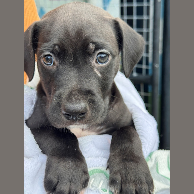 Photo of D1203 Maverick