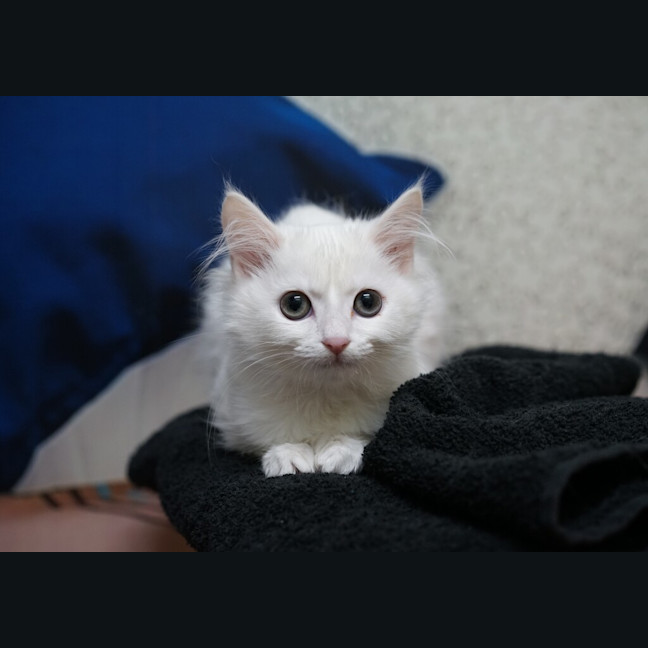 Photo of Stitch