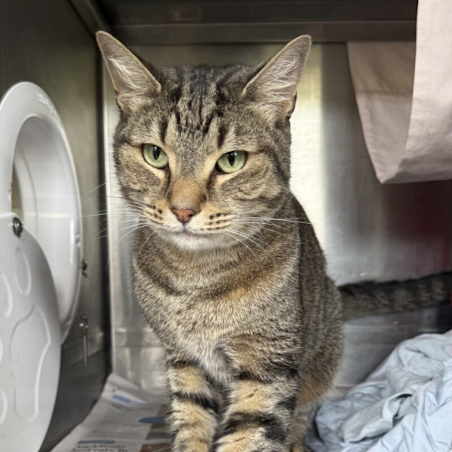 Photo of Butterball Brown