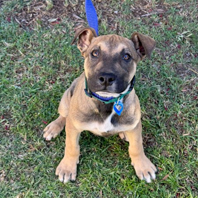 Photo of Joey *$350 Adoption Fee*