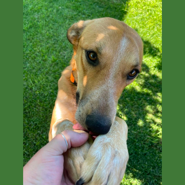 Photo of Banjo Kazooie