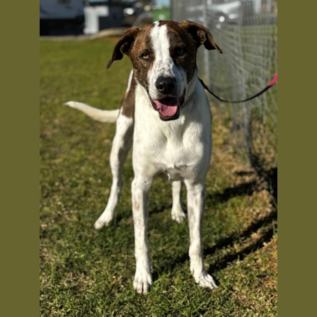 Photo of Buddy (61804)