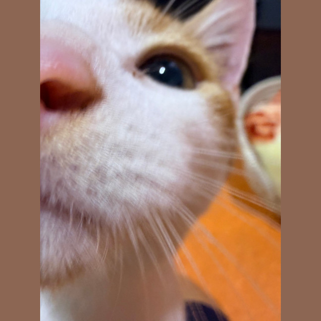 Photo of Speedy Gonzales