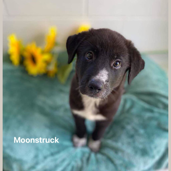 Photo of Moonstruck