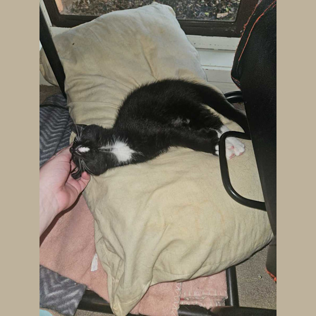 Photo of Panther Lilly