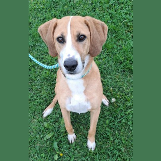 Photo of Willow