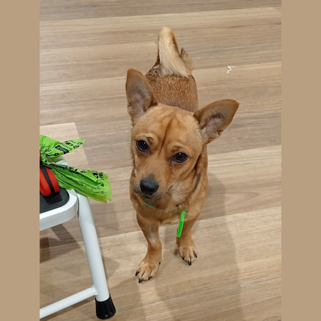 Photo of Whiskey