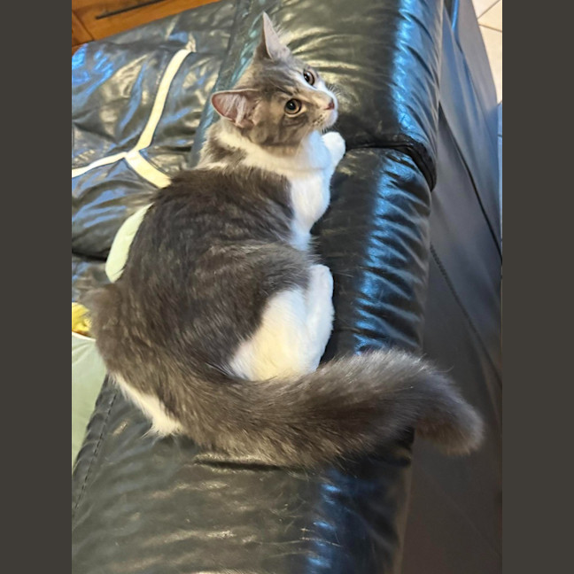 Photo of Inca