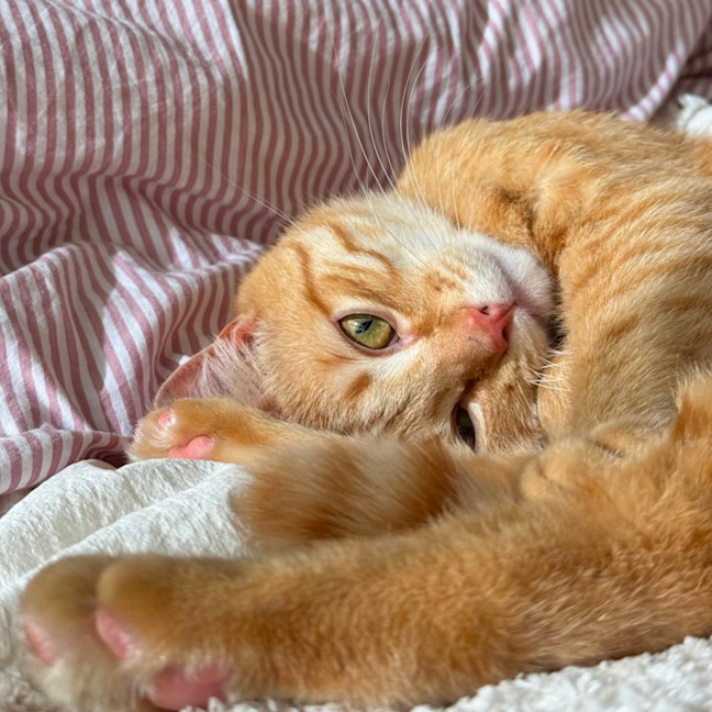 Photo of Harry **2nd Chance Cat Rescue**