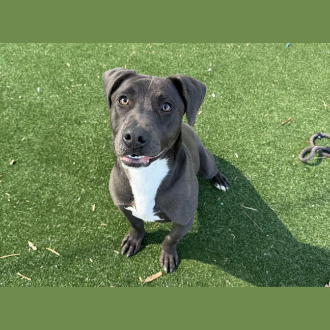 Photo of Tony Imp 1852