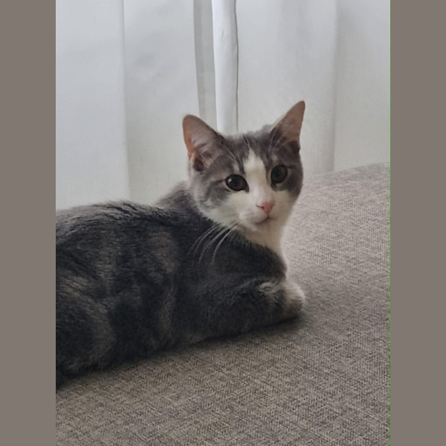 Photo of Penn **2nd Chance Cat Rescue**