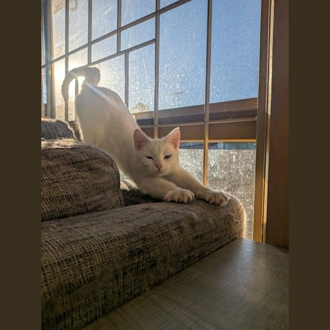 Photo of Pretzel