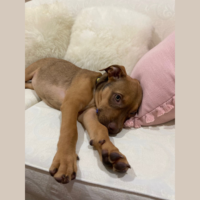 Photo of Ruby   11 Week Old Staffy X (On Trial)
