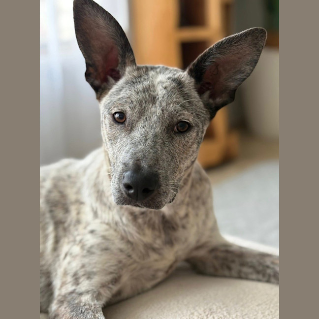 Photo of Trixie *$250 Adoption Fee*