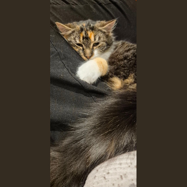 Photo of Cora *9 Lives Project Rescue*