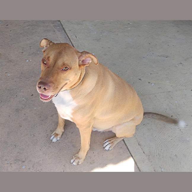 Photo of Redgie   3 Year Old Ridgeback X Kelpie