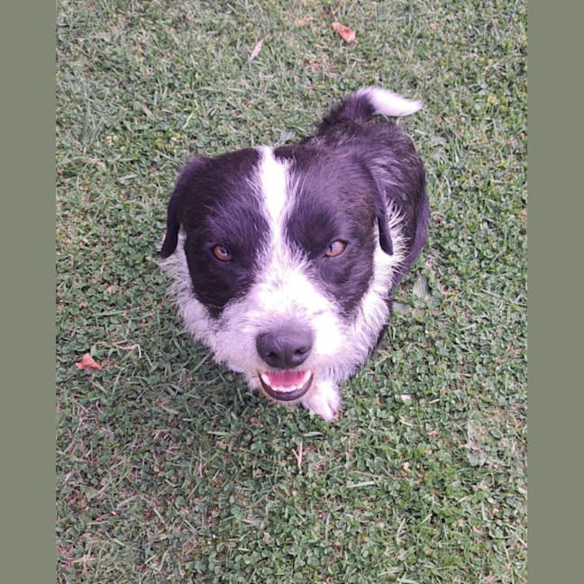 Photo of Rocco