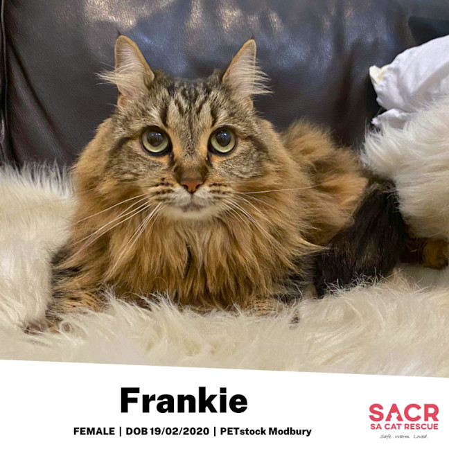 Photo of Frankie