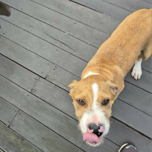 Photo of Sparky