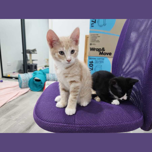 Photo of Caramel & Mittens