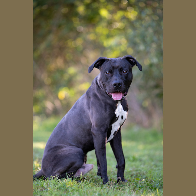 Photo of Bronson