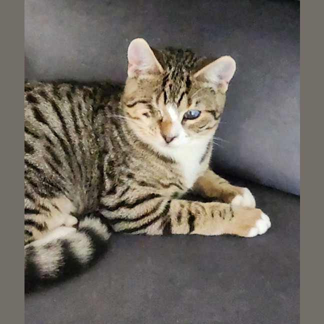 Photo of Desi ^^Dandy Cat Rescue^^