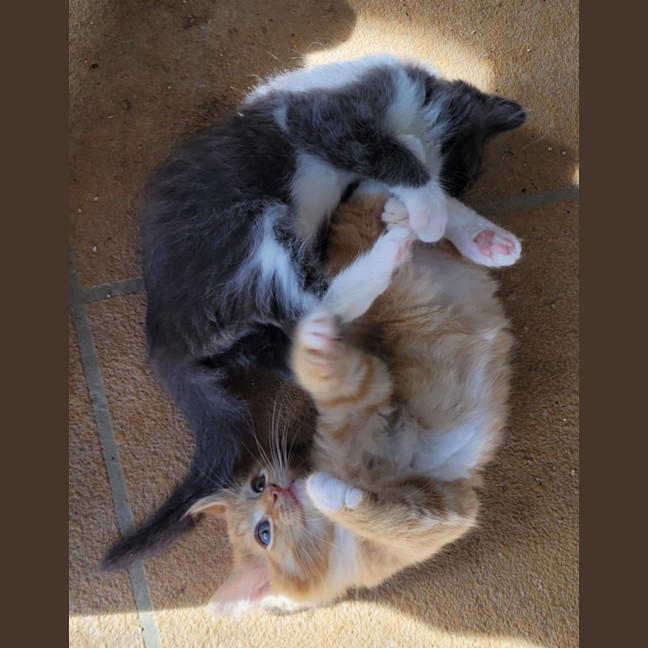 Photo of Cheeto (K54)