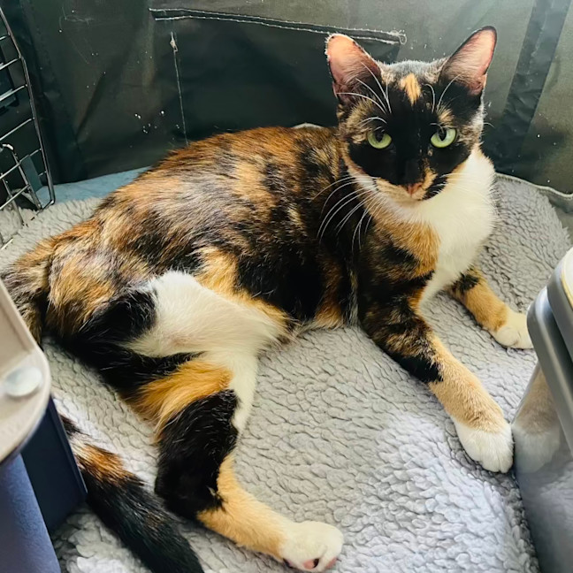 Photo of Maple