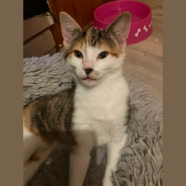 Photo of Amelia